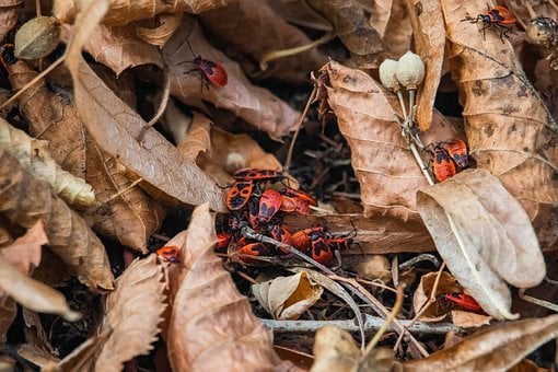 Vuurwants, Herfst, Bladeren, Bruin, Rood