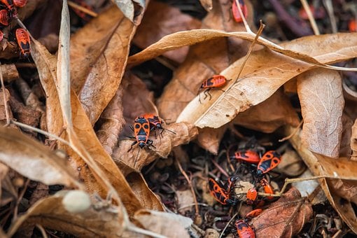 Vuurwants, Natuur, Rood, Herfst