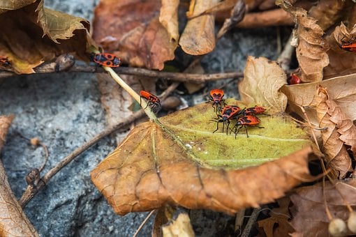 Natuur, Vuurwants, Rood Insect, Herfst