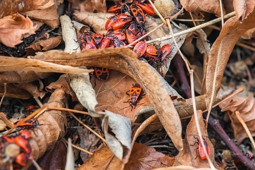 Vuurwants, Natuur, Rode Kever, Insecten