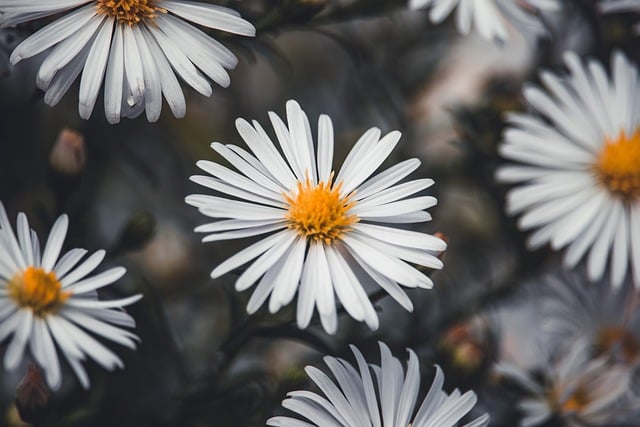 Free Aster Flower photo and picture