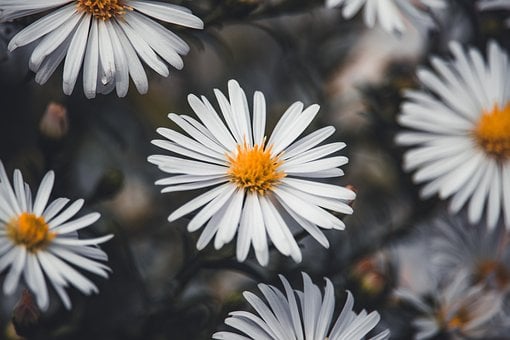 Aster, Natuur Behang, Windows Behang