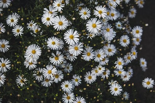 Aster, Natuur, Witte Bloemen