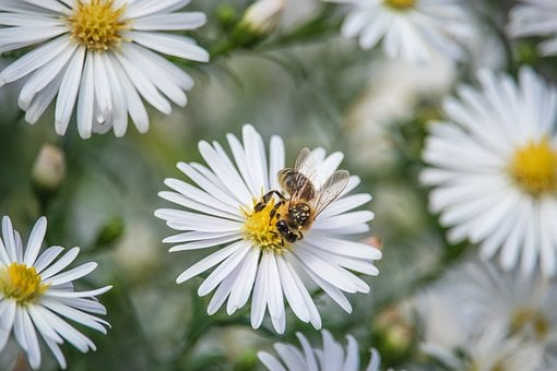 Bij, Bloemen Achtergrond, Hd-Achtergrond