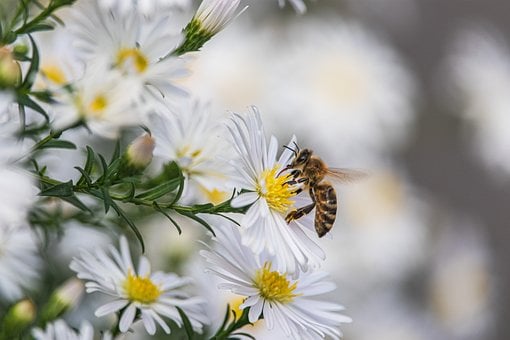 Aster, Bloemen Achtergrond
