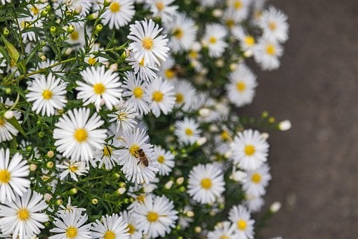 Aster, Bij, Insect, Witte Bloem, Herfst