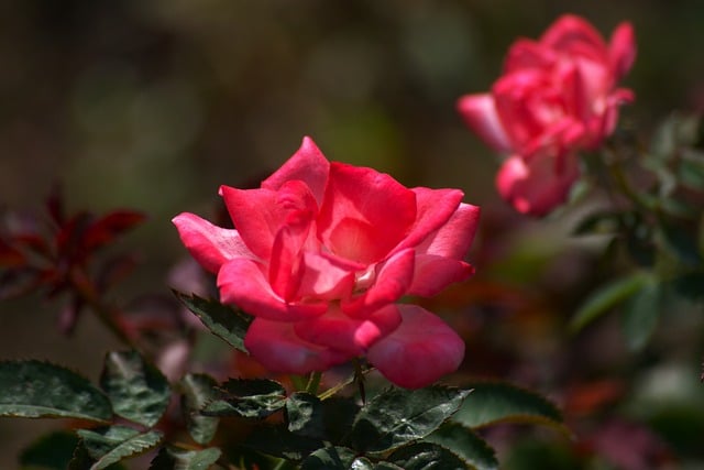 Roos, Bloem, Rood, Tuin, Macro