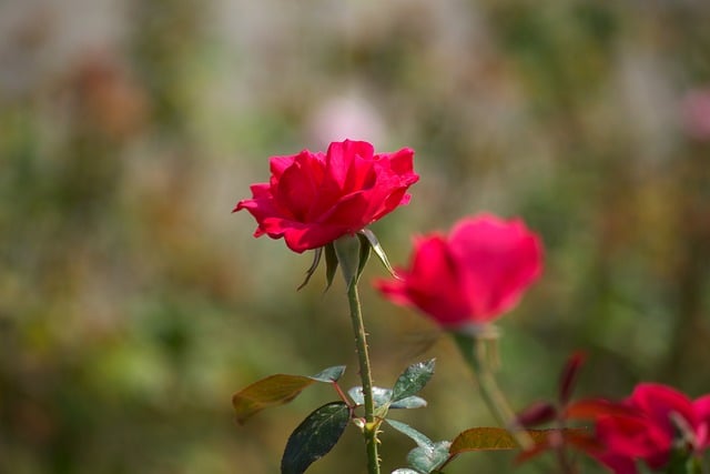 Roos, Rood, Bloem, Natuur, Buiten