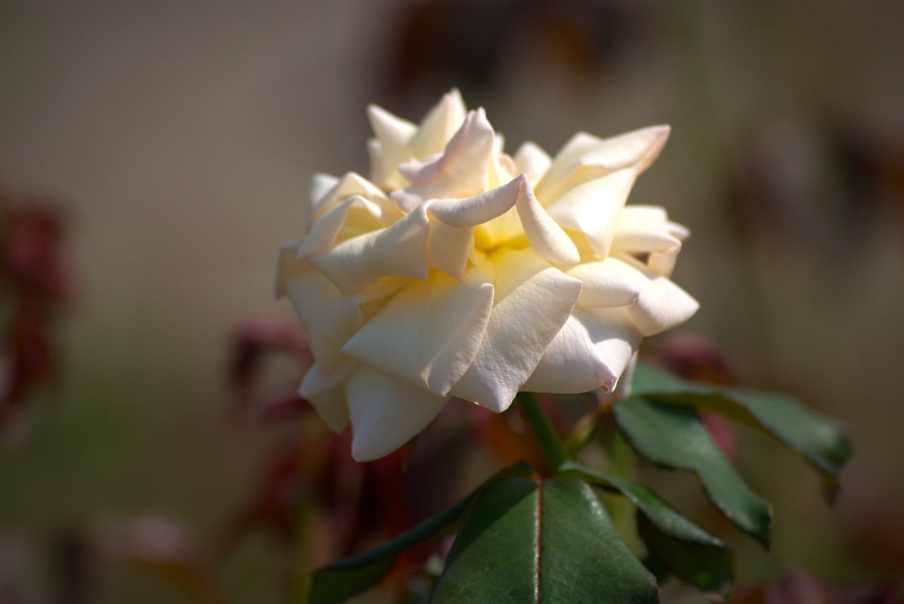 White Rises White Rose Macro Photography - Free photo on Pixabay