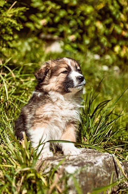 Welpe, Hund, Niedlich, Gras, Natur