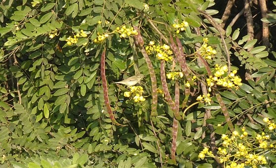 Fugl, Bladfugl, Phylloscopus, Sangfugl
