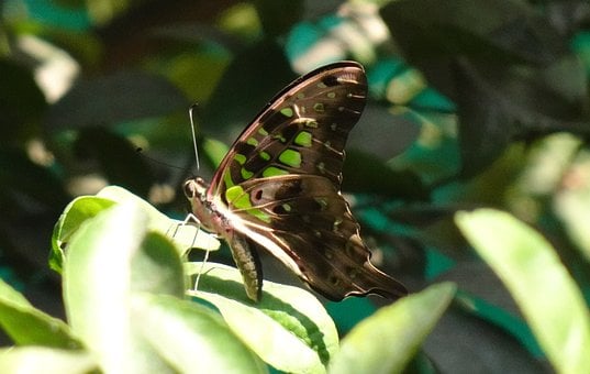 Sommerfugl, Insekt, Makro, Fauna