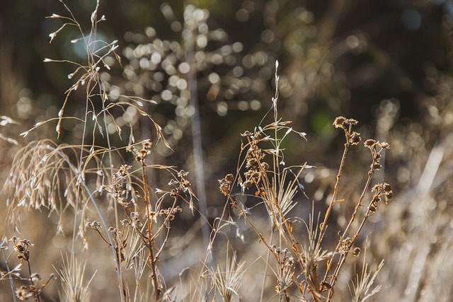 Podzim, Příroda, Sucho, Textura, Bokeh