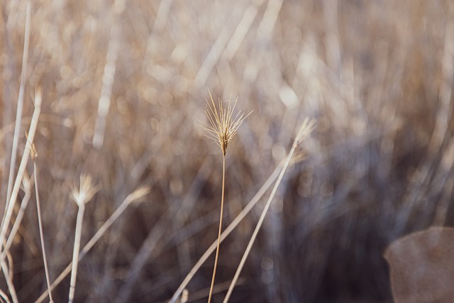 Pšenice, Bokeh, Sluneční Svit, Pole