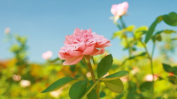 Rose, Rosa Blume, Pflanze, Natur, Sonnig