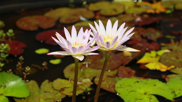 Seerose, Lotusblume, Teich, Blatt