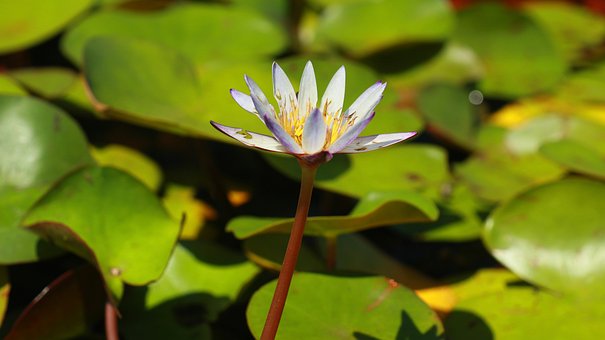 Seerose, Lotus, Blühend, Wasserpflanze