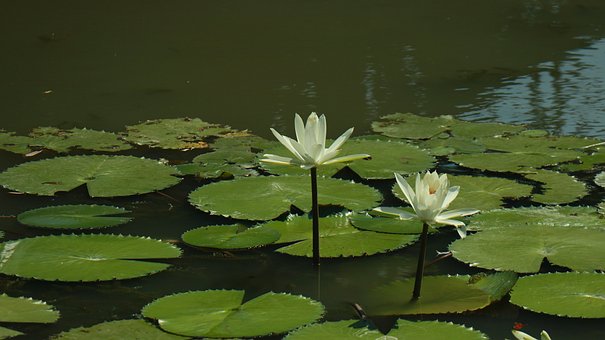 Seerose, See, Ruhe, Natur, Weiß, Blume