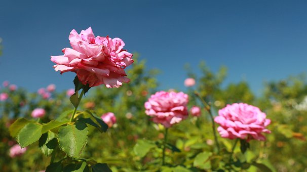 Rose, Rosa, Sonnenschein, Voll Erblüht