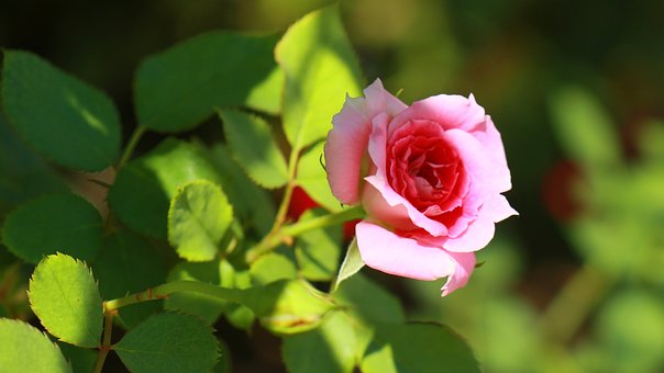 Rose, Rosa Blume, Blühend, Natur, Garten