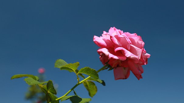 Rose, Rosa, Natur, Blume, Blauer Himmel