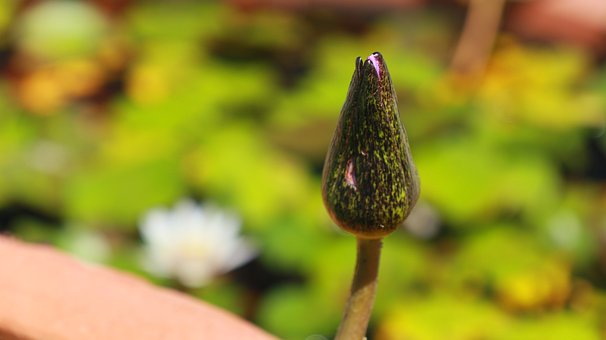 Lotus, Knospe, Wasserpflanze, Blühend