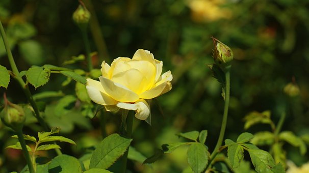 Gelbe Rose, Blume, Natur, Garten