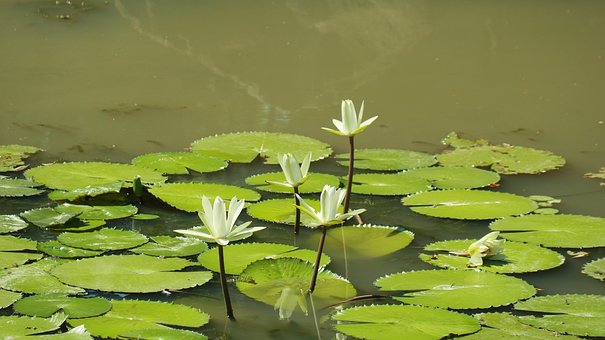 Seerose, Wasserpflanze, Teich, Blätter