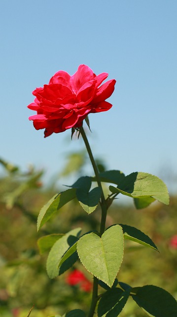Rote Rose, Natur, Schöne Blume