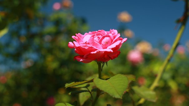 Rose, Kostenloser Hintergrund, Blume