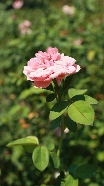 Rose, Blume, Garten, Rosa, Natur, Sonne
