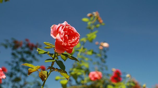 Rose, Blume, Natur, Garten, Tageslicht