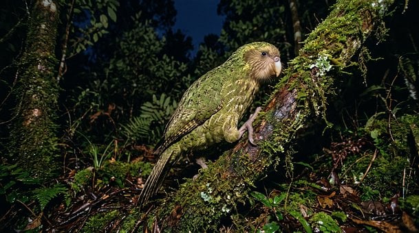 Kakapo, Papegaai, Vliegende, Groente