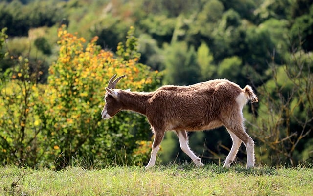 Ziege, Natur, Kostenlose Tapete, Tier