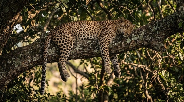 Free Leopard Tree Branch photo and picture