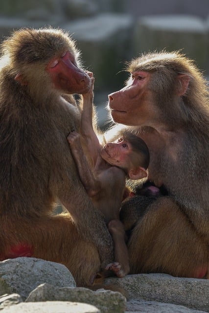 Mandril, Mono, Bebé, Familia, Maternidad