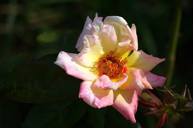 Roos, Bloem, Bloesem, Natuur