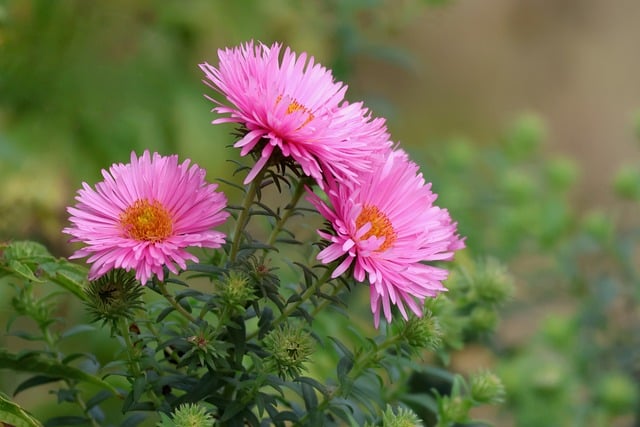 Free Asters Wallpaper Hd photo and picture
