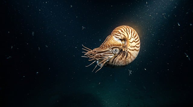 Free Nautilus Shell photo and picture