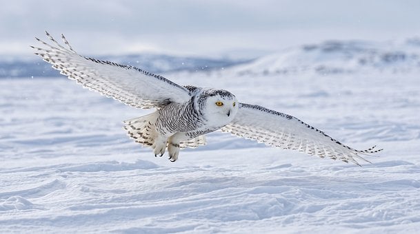 Uil, Sneeuwuil, Vlucht, Winter, Sneeuw
