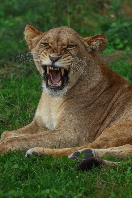 León, Naturaleza, Animal, Depredador