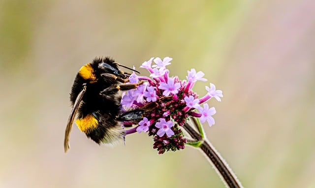 Free Bumblebee Insect photo and picture