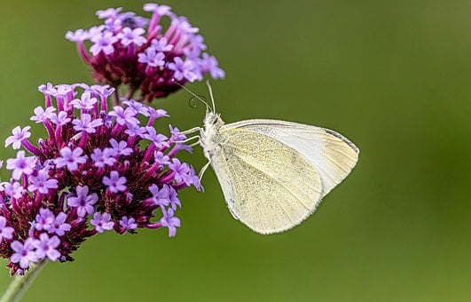 ผีเสื้อ, ผีเสื้อสีขาว, Pieris Rapae