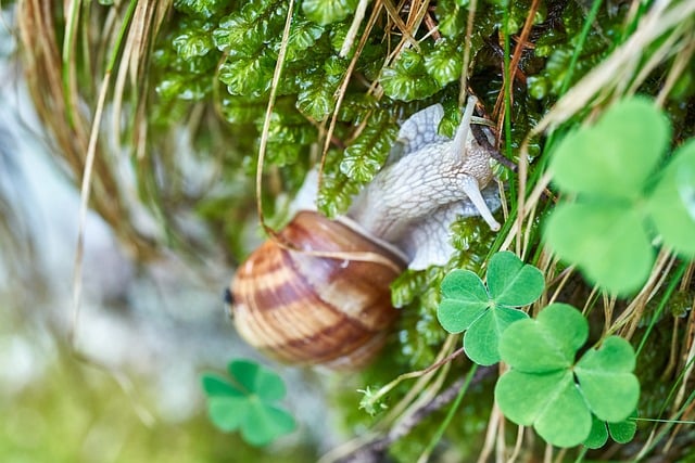 Slak, Tuinslak, Macro Fotografie, Natuur