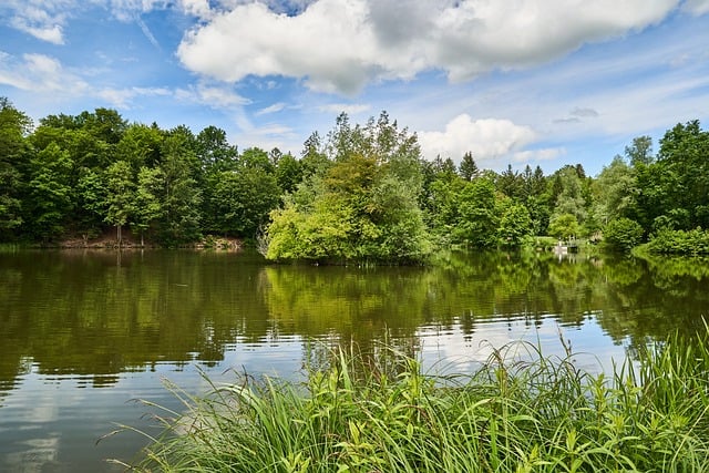 Meer, Water, Bomen, Bos, Reflectie
