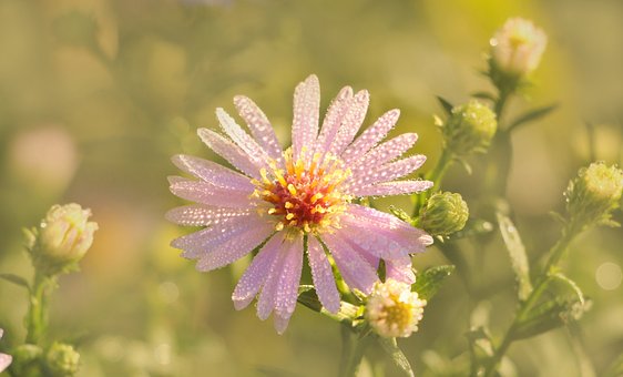 Free Aster Flower photo and picture