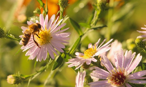 Free Bee Flowers photo and picture