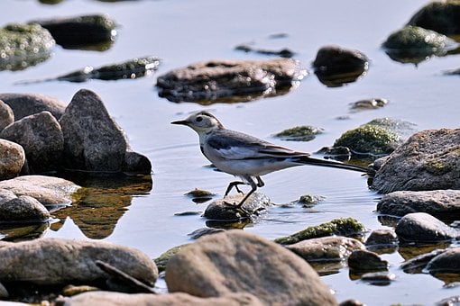 Fugl, Vannfugl, Natur, Stein, Elv
