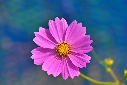 Blomst, Kosmosblomst, Vakre Blomster