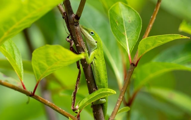 Free Lizard Reptile photo and picture